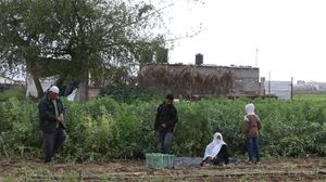المزارع الفلسطيني أكد أنه يشعر بسعادة كبيرة حينما يرى أحفاده يزرعون الأرض ويسقون الزرع- عربي21