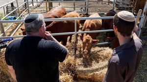 وفقا للتقاليد اليهودية هناك احتياج لبقرة حمراء لإجراء طقوس تسمح ببناء الهيكل الثالث - جيتي