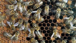 قفير النحل يمثل الصيدلية الطبيعية الأقدم والأسلم - أ ف ب