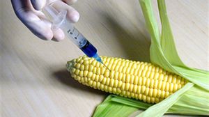 فرنسا تحظر زراعة أي نوع من الذرة المعدلة جينيا - (أرشيفية)