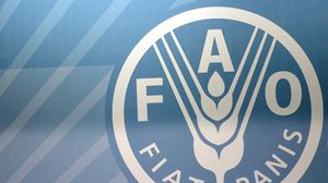 ذكرت منظمة الفاو أن إنتاج الحبوب العالمي سيكون "جيدا" في 2015 - أ ف ب