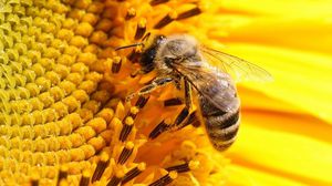 16 نوعا من بين 86 نوعا من النحل الطنان تواجه خطر الانقراض - أرشيفية