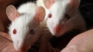 تغير ذكور الفئران نغماتها بحضور الإناث - أرشيفية