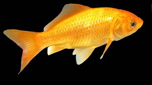 أصبحت آلاف من هذه الأسماك تهدد الأنواع المائية الأصلية في البحيرة - أرشيفية