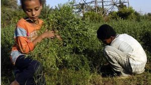 أطفال فلسطين يشتغلون في مزارع المستوطنين - أرشيفية