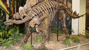 كان الديناصور ستيجوسورس يجوب غرب الولايات المتحدة منذ نحو 150 مليون عام