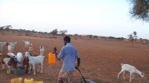 موريتانيا - الجفاف - المواشي - الثروة الحيوانية