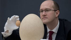 البيضة يزيد ارتفاعها على 30 سنتيمترا - أرشيفية