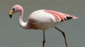 اللون المعروف لطائر البشروش هو اللون الوردي - أرشيفية