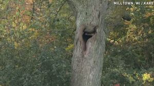 تم استدعاء خدمة الإنقاذ لتخليص الدببة من حبسها داخل الشجرة - يوتيوب