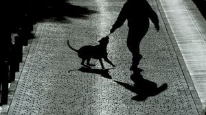 عدة طرق في إسبانيا لمكافحة براز الكلاب- أ ف ب