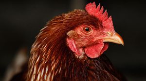 أمرت المحكمة أيضا بمصادرة سبع دجاجات وماعز- جيتي