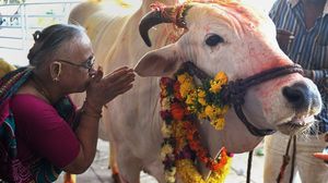 8 ولايات من أصل 29 تسمح بذبح الأبقار في الهند - أ ف ب