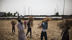 ألزمت الحكومة المصرية المزارعين بتسليم 60 بالمئة من محصول القمح للموسم الحالي إلى الدولة- أ ف ب/أرشيفية