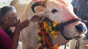 إندبندنت: يعد ذبح الأبقار محرم قانونيا في عدد من الولايات الهندية- أ ف ب