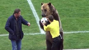 قامت أنثى الدب المسماة بـ"تيم" بإعطاء إشارة بدء المباراة- فيسبوك