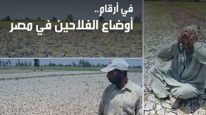مصر الفلاحين الزراعة - إنفوغرافيك