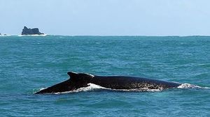  أنثى الحوت، التي بلغ طولها 8 أمتار، كانت حاملا، وتعرضت للإجهاض قبل أن تقذفها أمواج البحر إلى الشاطئ- الأناضول 