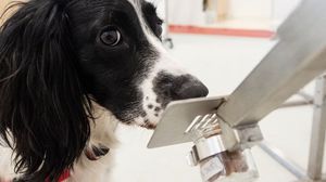 يتم استكشاف إمكانية استجابة الكلاب لوباء فيروس كورونا من قبل مدرسة لندن لحفظ الصحة وطب المناطق الحارة- جيتي