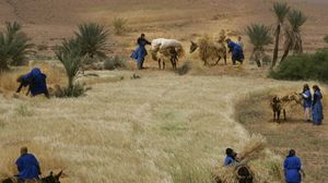 وزارة الفلاحة توقعت أن ينتج المغرب ثلاثة ملايين طن من الحبوب في 2020- جيتي