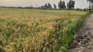 مصر تزرع القمح ولكن ليس بنسب تكفي لسد احتياجها المحلي- عربي21