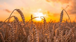 تشكل واردات الخرطوم من القمح من موسكو وكييف معا بين 70 و80% من احتياجات السودان- CC0