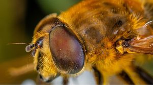 النحل لديه مشاعر خوف وفرح مثل الثدييات الأخرى- CC0