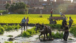 يواجه المزارعون المصريون تحديات كبيرة- جيتي