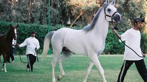 خيول عربية في مهرجان - (أرشيفية)