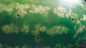 البطيخ الإيراني المصدر للخليج وجدت فيه ثقوب نتيجة آفة زراعية - تويتر
