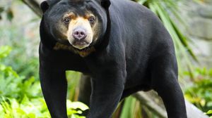الدب الأسود مدرج الآن كأحد الثدييات النادرة والخاضعة للحماية بموجب قوانين الولاية - أرشيفية