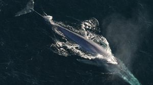 الحوت الأزرق عاد للظهور بكثرة في كاليفورنيا بعد مشارفته على الانقراض قبل أعوام- أرشيفية