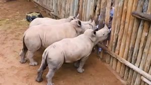 صغار وحيد القرن جائعة في حديقة حيوانات في جنوب أفريقيا- أرشيفية