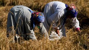 تهدف الحكومة لتقليص المساحات المزروعة بالمحاصيل الشرهة للمياه مثل الأرز- جيتي