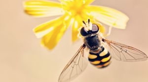 توصلت الدراسة لهذه النتائج بعد استخدام السم من 312 نحلة منتجة للعسل ونحلة طنانة- CC0