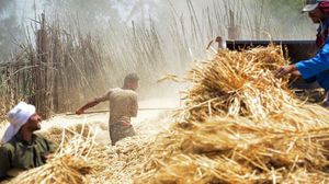 من المتوقع أن تصل مساحة زراعة القمح هذا العام نحو 2.7 مليون فدان فقط- جيتي