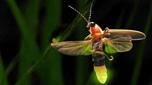 Firefly (Photo: Terry Priest / CC BY-SA 2.0)