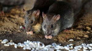 انتظرت الفئران الرمادية آلاف السنوات قبل أن تقرر غزو أوروبا - أ ف ب