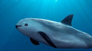الفاكوتيا من أندر أنواع الدلافين وبقي منها 10 دلافين فقط- تويتر