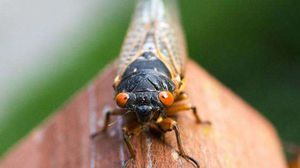 العث والصراصير والنمل من الكائنات التي تبحث عن أماكن مناسبة للعيش والتغذية والتكاثر- إكس