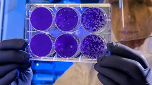 أظهرت تجارب في المختبر أن النسخة المتحولة من الفيروس قادرة على إصابة الخلايا البشرية أكثر بثلاث إلى ست مرات- CC0