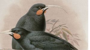 انبهار الأوروبيين بريش هذه الطيور أدى إلى عمليات صيد جائرة ساهمت في انقراضه - جيتي