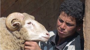 رجّت مواقع التواصل الاجتماعي في المغرب بعدد المنشورات حول أسعار اللحوم- جيتي 