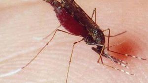 البعوض المسبب للملاريا منتشر في جميع أنحاء العالم - أرشيفية