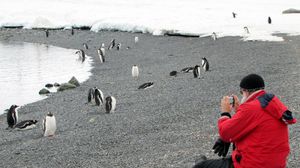 سائح يلتقط صورا لحيوانات البطريق في القطب الجنوبي - أ ف ب