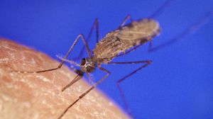 تستقبل مصر 300 حالة إصابة بالملاريا سنويا - تعبيرية