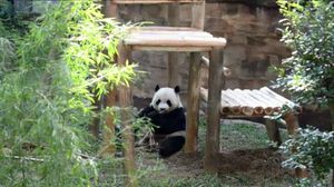الباندا في حديقة حيوان في ماليزيا - أ ف ب