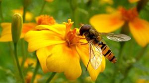 التلوث منع الحشرات من الإدراك بوجود زهور بالأصل - أرشيفية