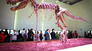 هيكل عظمي لديناصور في منغوليا في 2013 - أ ف ب