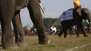 أفيال تايلاند بارعة بكرة القدم - أرشيفية 